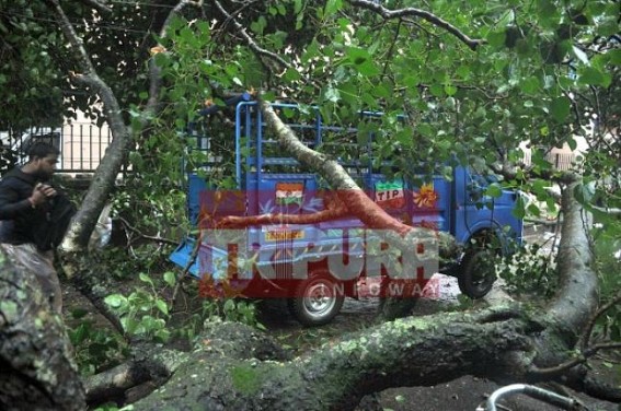 Huge banyan tree collapsed at Agartala : 1 injured